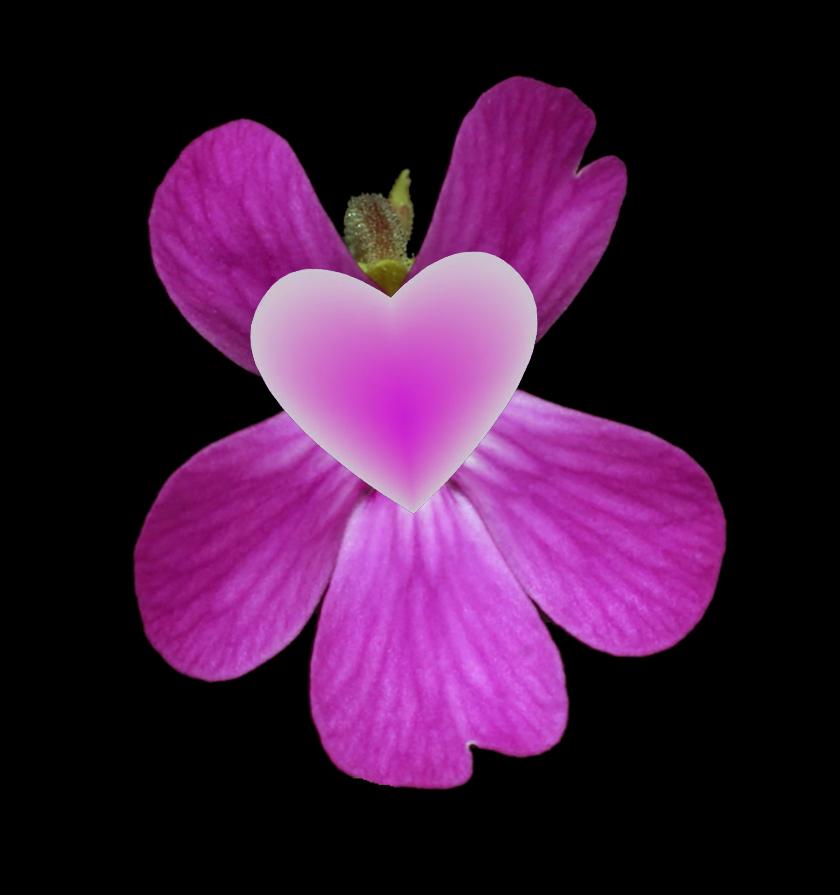 MikeHowlettPFT's tweet photo. FINAL HOURS of our Valentines Day SALE! https://t.co/28esZspMCy
https://t.co/5671pnovzl https://t.co/Dk1G649SzE