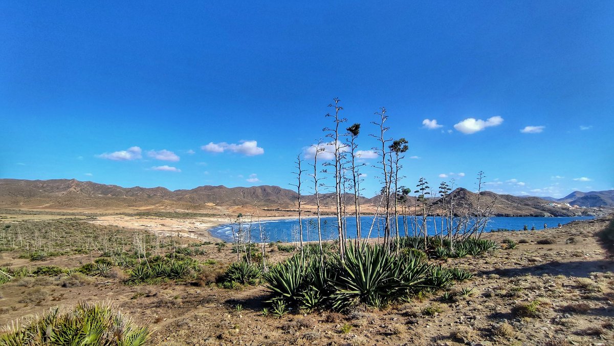 España Conmigo tweet media