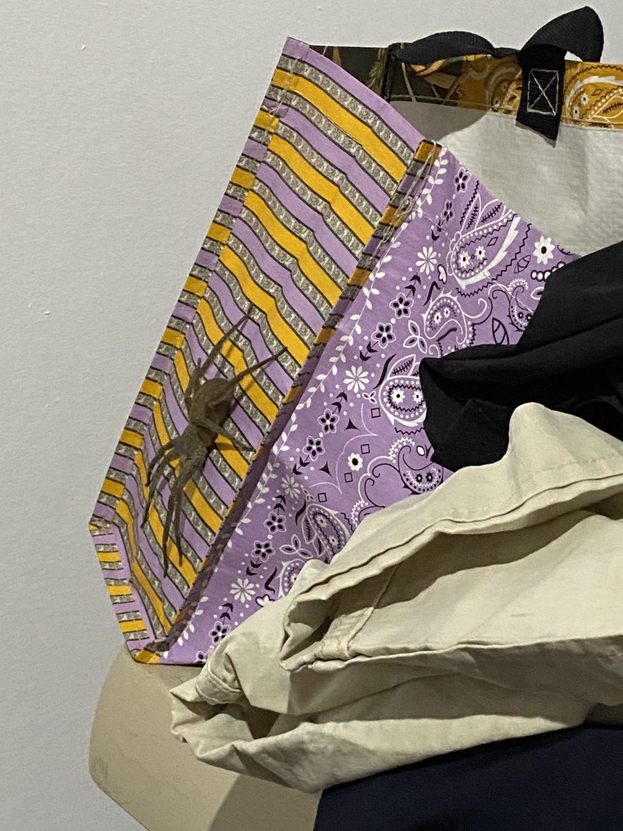 PaxTadde's tweet photo. Buon pomeriggio @Nicola_Bressi! Saprebbe dirci qualcosa su questo amico spuntato fuori da uno dei sacchetti lasciati in camera di albergo. Siamo nel caribe colombiano. https://t.co/lJyUHeTlWS