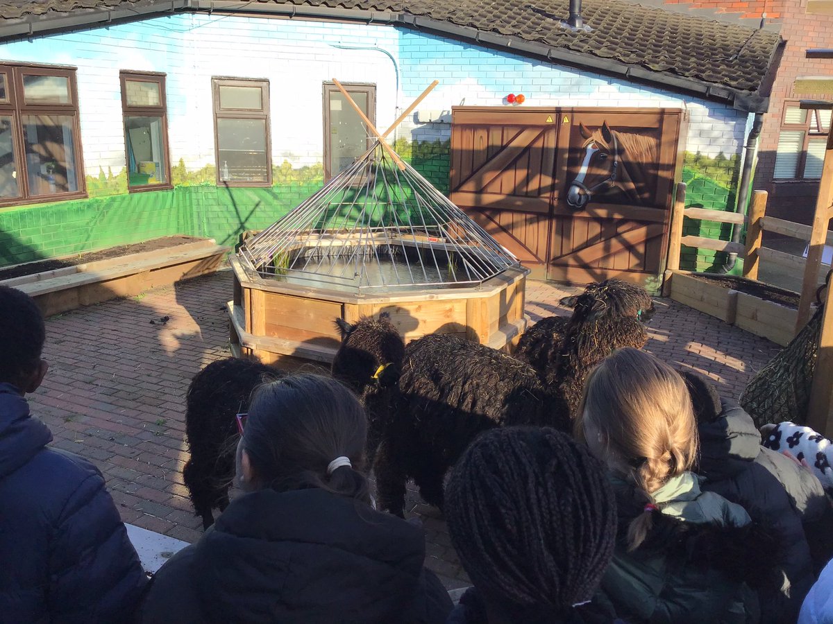 Fosse_TMET's tweet photo. Year 5 thoroughly enjoyed the visit from the alpacas this morning and learning lots of new facts about them #buttercupfarm 🦙 https://t.co/ibqLaoRlzB