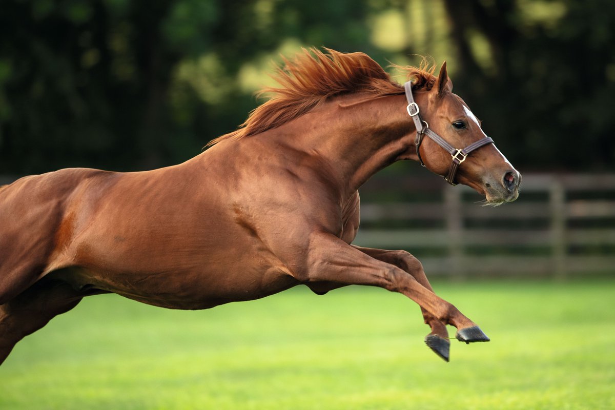 DarleyEurope's tweet photo. There's still time!! Book a mare to #Masar before the end of February and you could win a table for four in the panoramic restaurant at the Cheltenham Festival🤩 https://t.co/NVu5FN0rXz