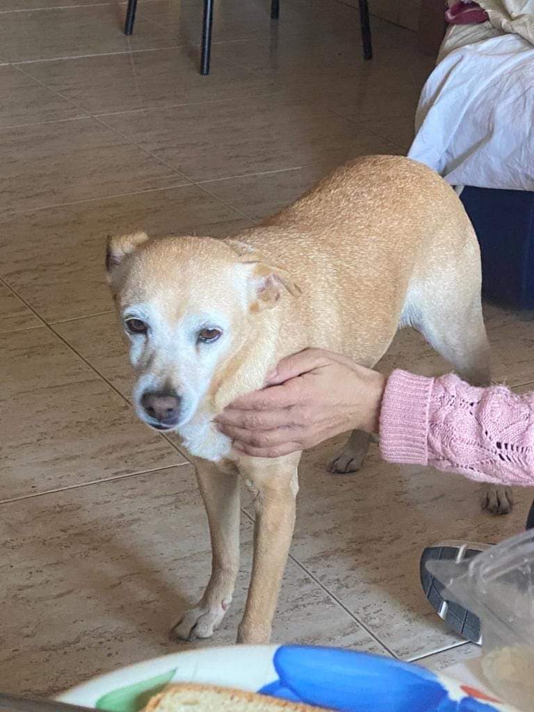 ‼️DIFUSIÓN ‼️
Se busca a sus dueños.
Perrita encontrada en el Cabezo de Torres, Murcia. No lleva chip, está cuidada y es súper buena. 
Contacto: 616480266 (Antonia)