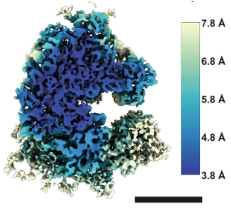 Franklin researchers, working with @thermosciEMSpec used a prototype version of the recently announced 'Arctis' microscope to obtain the structure of a human ribosome to 4.9Å – achieving the highest resolution structure within a mammalian cell.