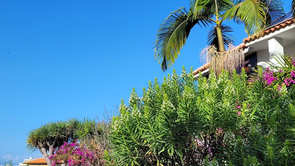 Peter Timmermans tweet media