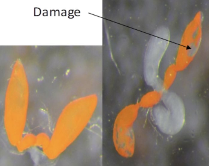Check out my new pre-print with <a href="/TomARPrice/">Tom Price</a> <a href="/RVerspoor/">Rudi Verspoor</a> @TheLadybirdman and Andri. We find that carrying a meiotic drive system and it’s suppressor causes extreme damage to a males testes! 🦟👇