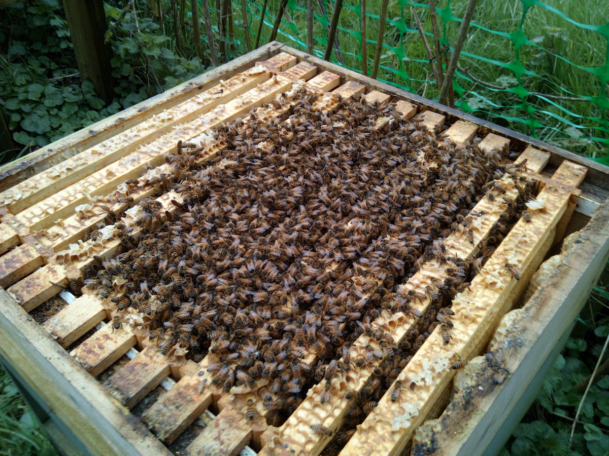 BeesBishops's tweet image. Honeybees have a unique way of regulating the temperature in their hives through &quot;fanning&quot; and clustering. Amazing adaptation skills! 

#Honeybees #NatureAmazing #BeeSmart 🐝