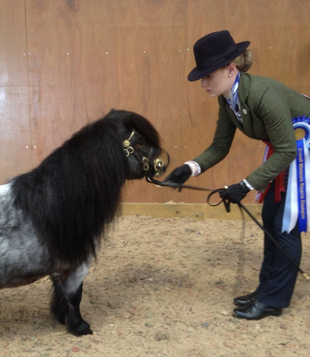 miniatureshetland.co.uk/hanibal.html #sunridgeminiatureshetlands #witcombehanibal #sunridgehorizon #megandyer #megan #dyer #miniatureshetlandponies #miniatureshetlandpony #shetlandponies #shetlandpony #miniature #shetlands #shetland #stallion #colt