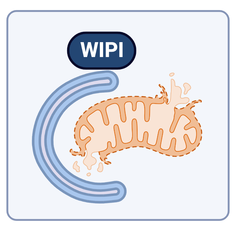 TassulaPC's tweet photo. Join our research group in Tübingen, Germany! Open PhD position on #mitophagy from October 2023! DFG graduate school MOMbrane by @uni_tue and @WeizmannScience Check out the project and apply by email: https://t.co/5c14L8lROT
@WAutophagy #autophagy #mitochondria https://t.co/KKO5Mw6FXO