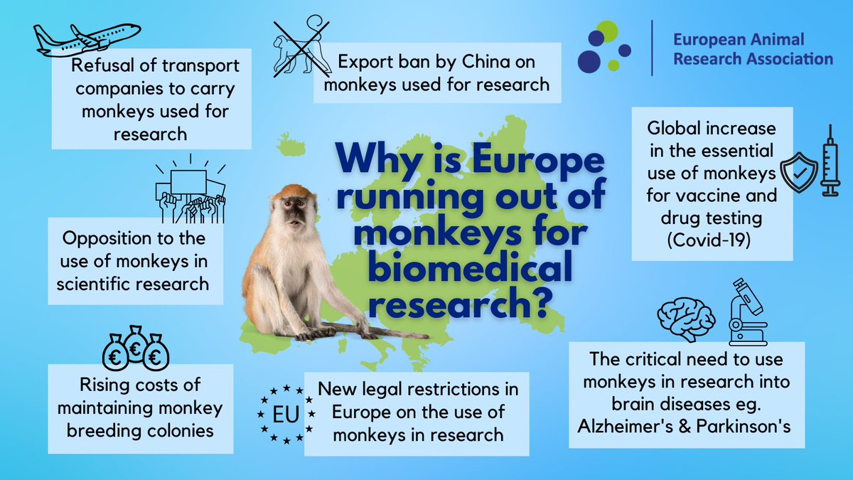 The_EARA's tweet image. #Biomedical studies using #monkeys may be driven out of Europe, as the supply of monkeys available for research continues to decrease. 

Factors like EU restrictions and export bans (see image) have increasingly threatened the future of brain and vaccine research in Europe. 1/3