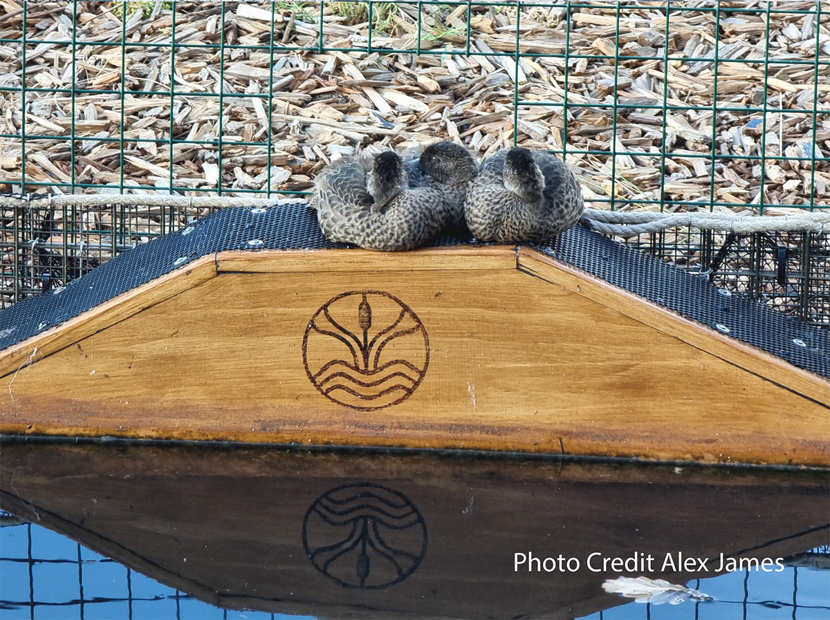 Biomatrix Water tweet media