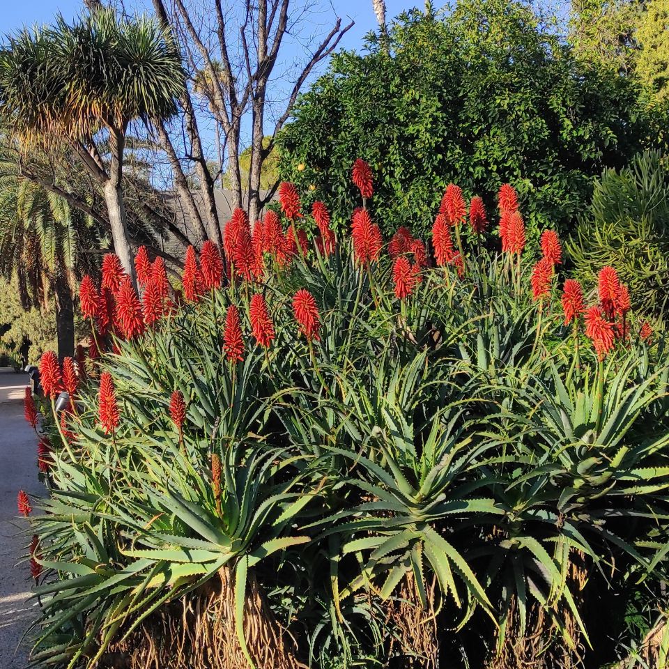 JardiBotanicUV's tweet photo. Recordeu que podeu trobar la fitxa completa a la nostra web
👉 https://t.co/pB7kD2G1Si
#Plantadestacada #Aloearborescens https://t.co/hNCvpCIJyl