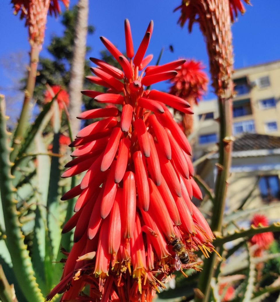 JardiBotanicUV's tweet photo. Recordeu que podeu trobar la fitxa completa a la nostra web
👉 https://t.co/pB7kD2G1Si
#Plantadestacada #Aloearborescens https://t.co/hNCvpCIJyl