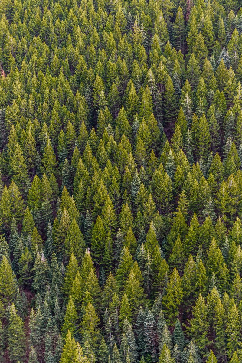 SocBotaniqueF's tweet photo. France Nation Verte : ouverture de plusieurs appels à projets en soutien à la filière forêt bois 🌲

Avec #France2030 , l’État s’engage à soutenir le secteur pour lui permettre de relever les défis auxquels il est confronté ➡️ https://t.co/WkNXWNdMKm https://t.co/XJNCxfxMJv