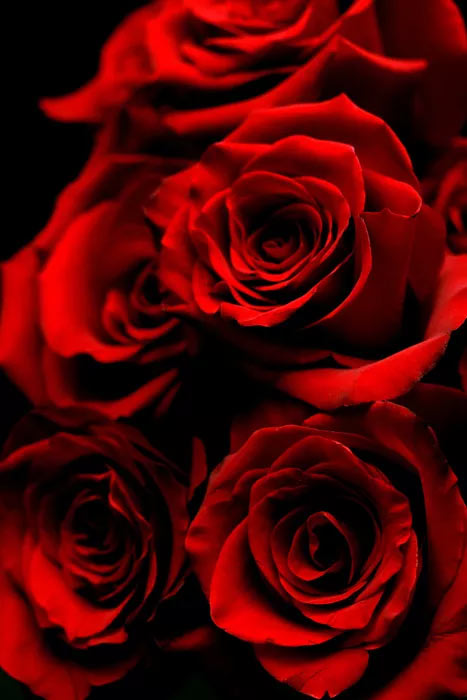I #fiori per #SanValentino2023! Regala un simbolo universale dell'amore, ogni tipo di fiore ha un significato specifico. Scegli quello che meglio rappresenta i tuoi sentimenti. #SanValentino #Amore #Fiori

sfilate.it/357587/regalar…