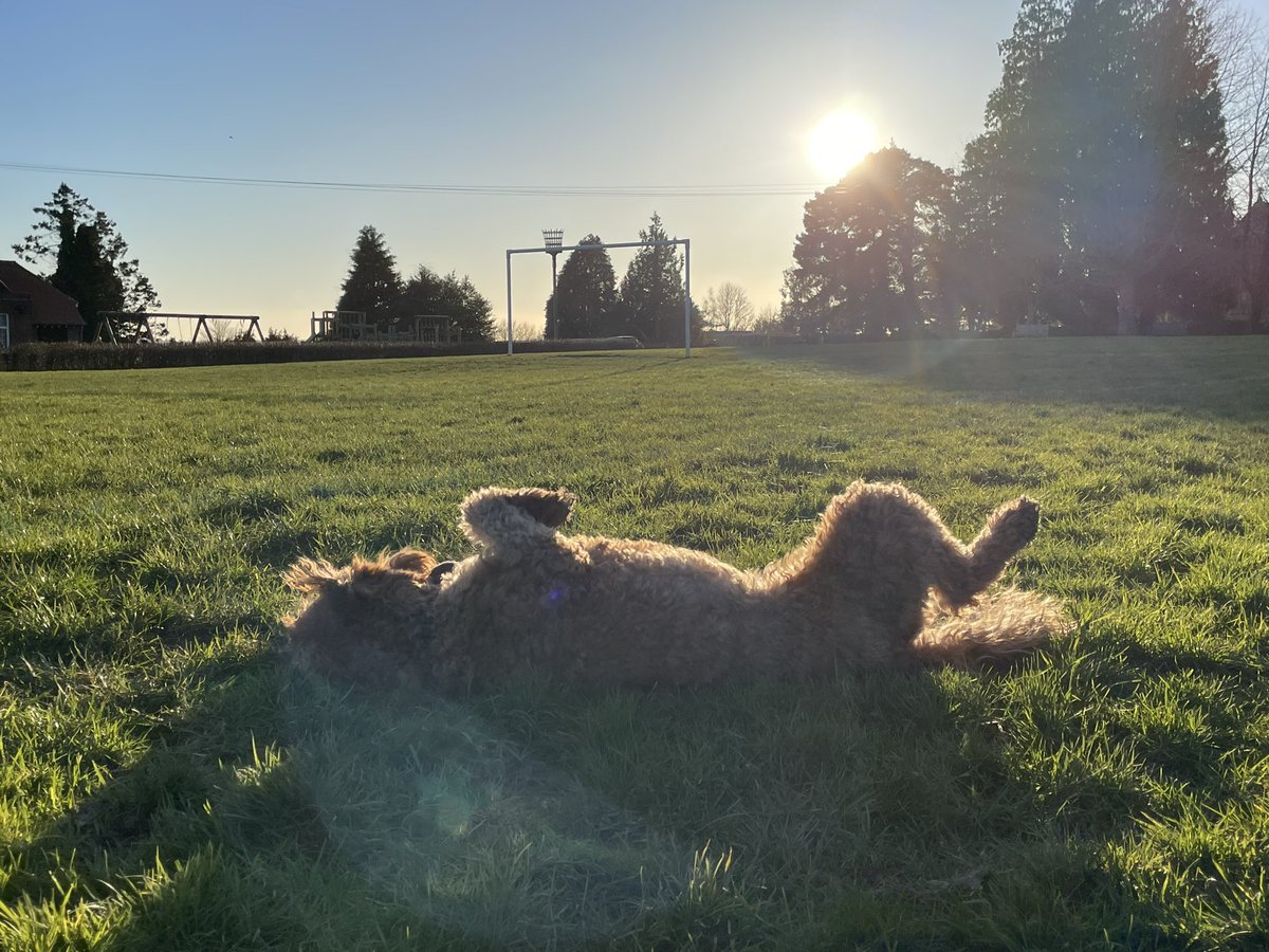gilesskill's tweet image. Why is it when you want to take a nice photo of your dog, it doesn’t behave…
#DogsBehavingVeryBadly