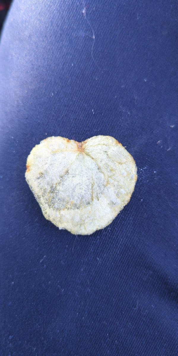 19bray86's tweet photo. @walkers_crisps #lovefromwalkers looks pretty heart shaped to me https://t.co/jJ58Zj4BLU