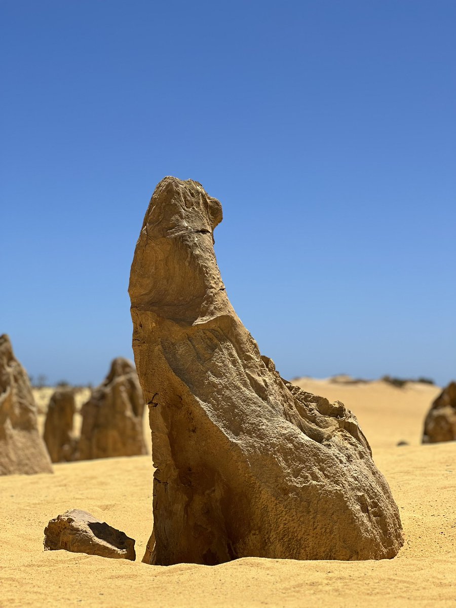 Chorouzu1017's tweet image. パースから最終目的地に向かう途中でピナクルズに立ち寄り。
この抜けるような蒼い空は日本ではない色かも。
ペンギンや猛禽類、アシカみたいな岩も発見(笑)
#Pinnacles
#ピナクルズ