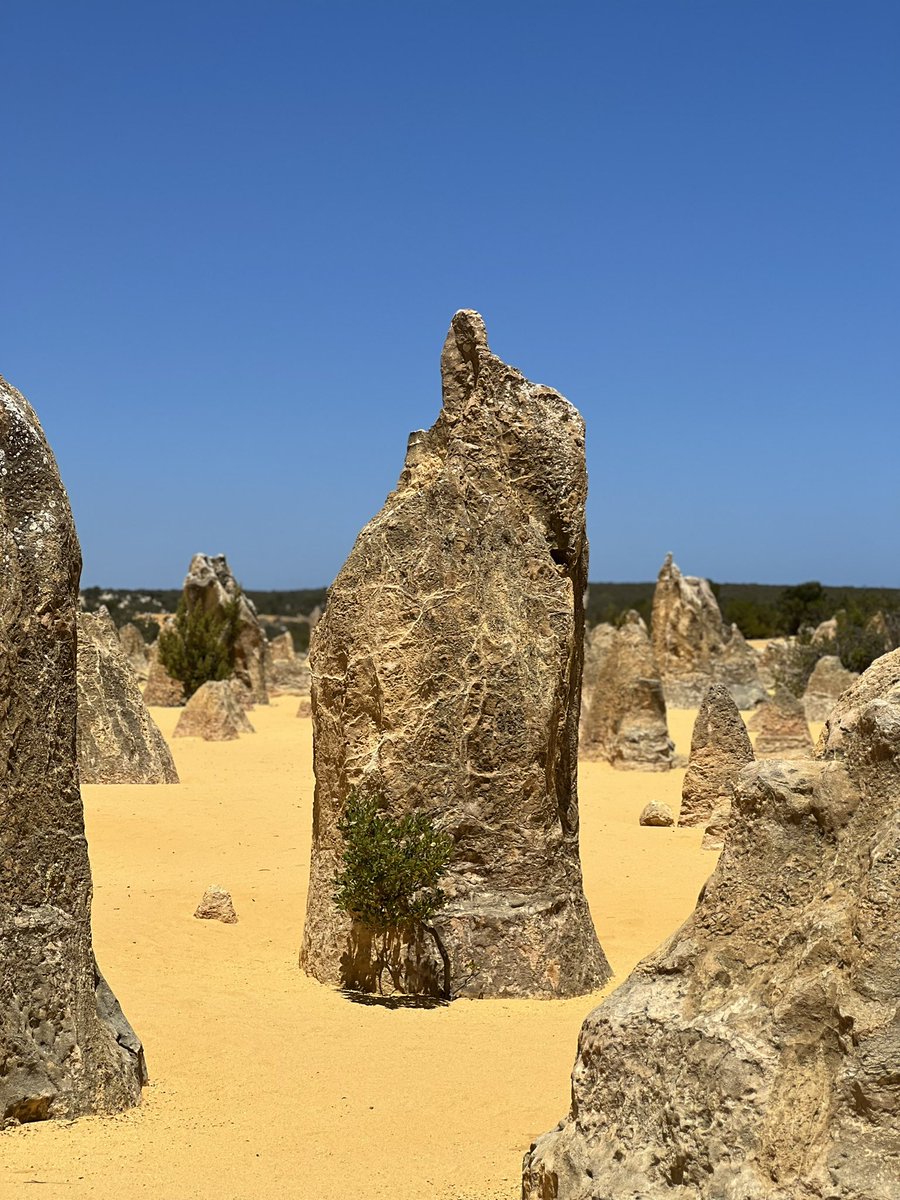 Chorouzu1017's tweet image. パースから最終目的地に向かう途中でピナクルズに立ち寄り。
この抜けるような蒼い空は日本ではない色かも。
ペンギンや猛禽類、アシカみたいな岩も発見(笑)
#Pinnacles
#ピナクルズ