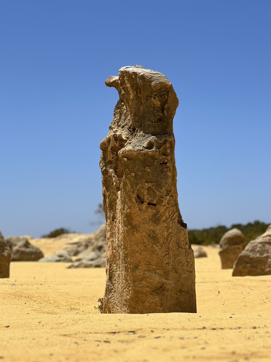 Chorouzu1017's tweet image. パースから最終目的地に向かう途中でピナクルズに立ち寄り。
この抜けるような蒼い空は日本ではない色かも。
ペンギンや猛禽類、アシカみたいな岩も発見(笑)
#Pinnacles
#ピナクルズ