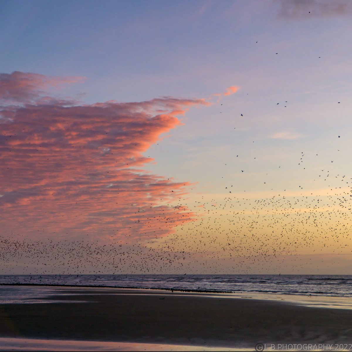 PositiveLee7's tweet image. Another beautiful end to the day with the Starlings here in Blackpool. #Blackpool #sunset #murmuration #Starlings #redsky #Blackpoolcouncil #beautiful #bbcnorthwest #granadareports