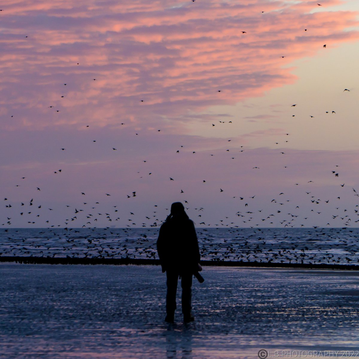 PositiveLee7's tweet image. Another beautiful end to the day with the Starlings here in Blackpool. #Blackpool #sunset #murmuration #Starlings #redsky #Blackpoolcouncil #beautiful #bbcnorthwest #granadareports