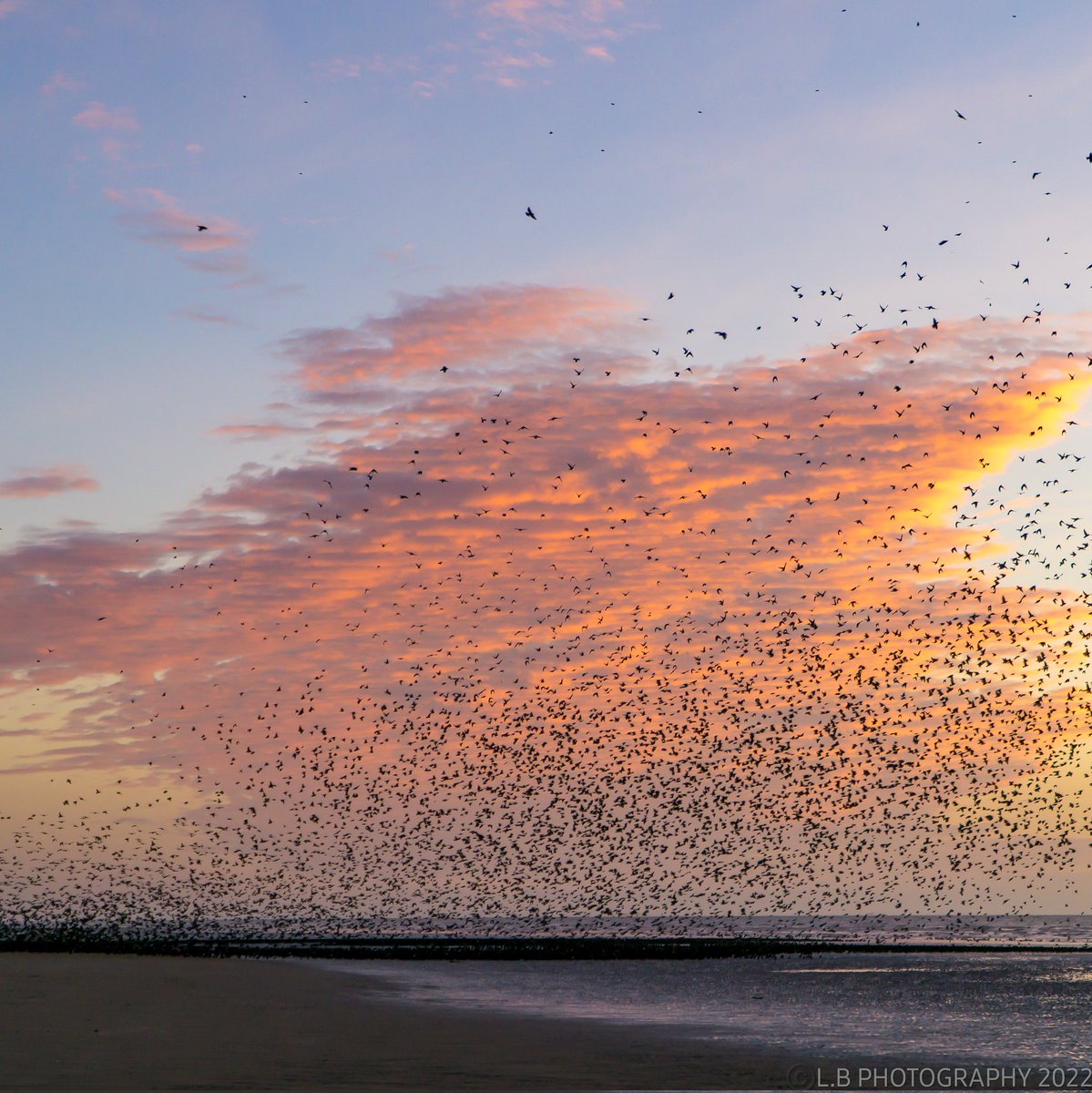 PositiveLee7's tweet image. Another beautiful end to the day with the Starlings here in Blackpool. #Blackpool #sunset #murmuration #Starlings #redsky #Blackpoolcouncil #beautiful #bbcnorthwest #granadareports