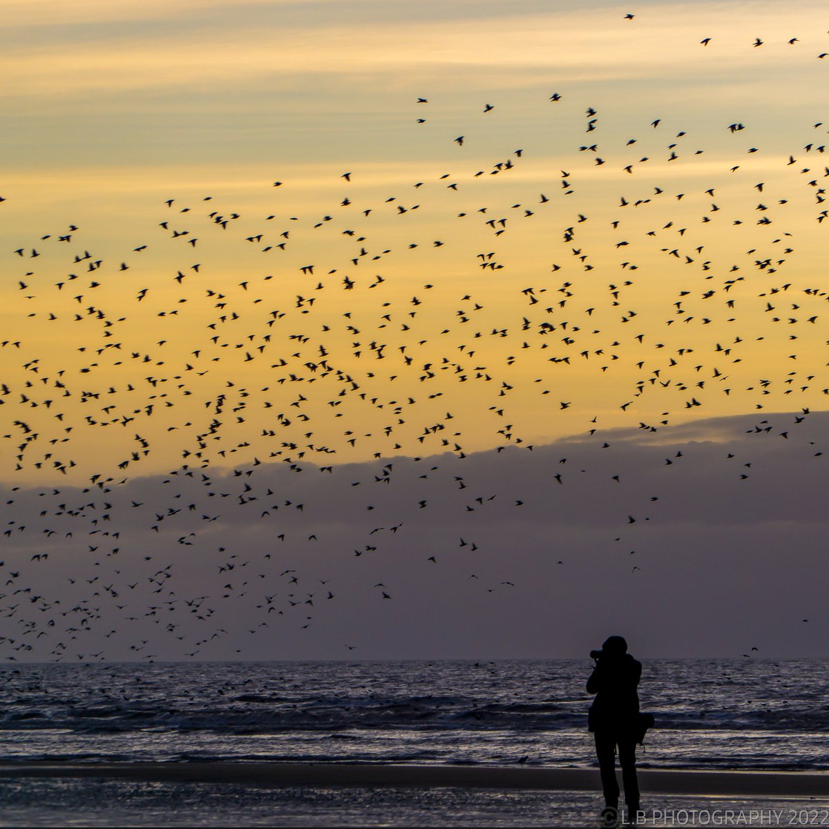 PositiveLee7's tweet image. Another beautiful end to the day with the Starlings here in Blackpool. #Blackpool #sunset #murmuration #Starlings #redsky #Blackpoolcouncil #beautiful #bbcnorthwest #granadareports