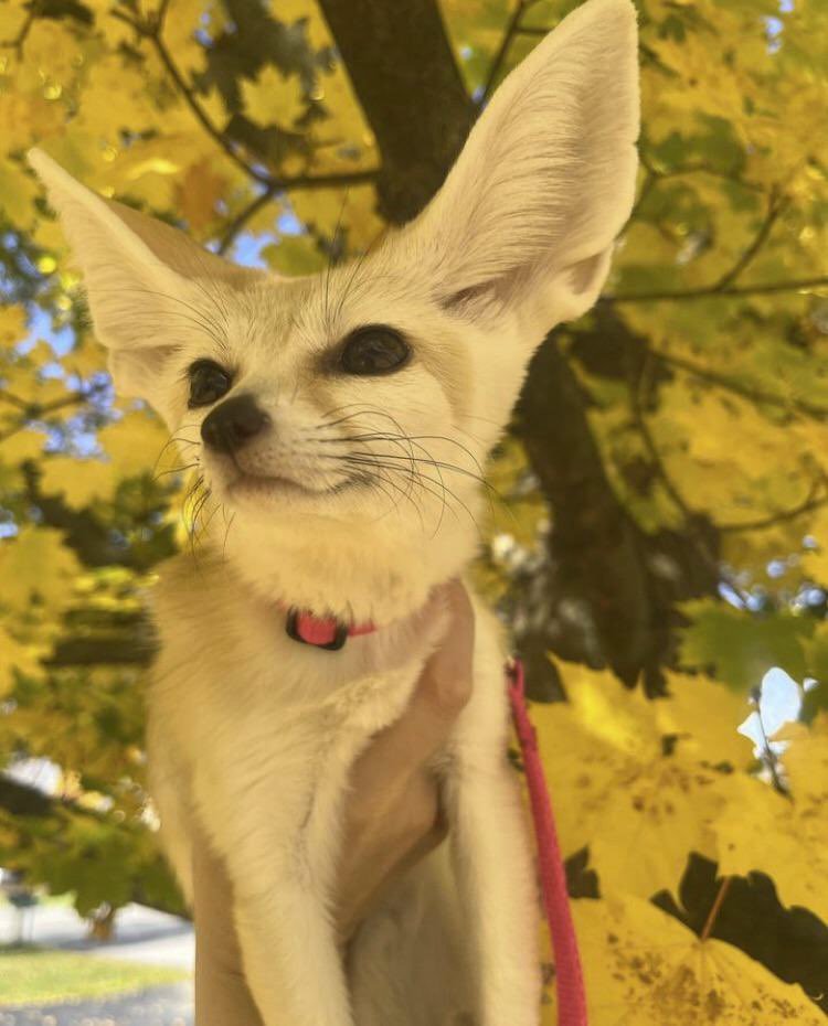 FennecsDaily's tweet photo. https://t.co/OIlj8IzTFG