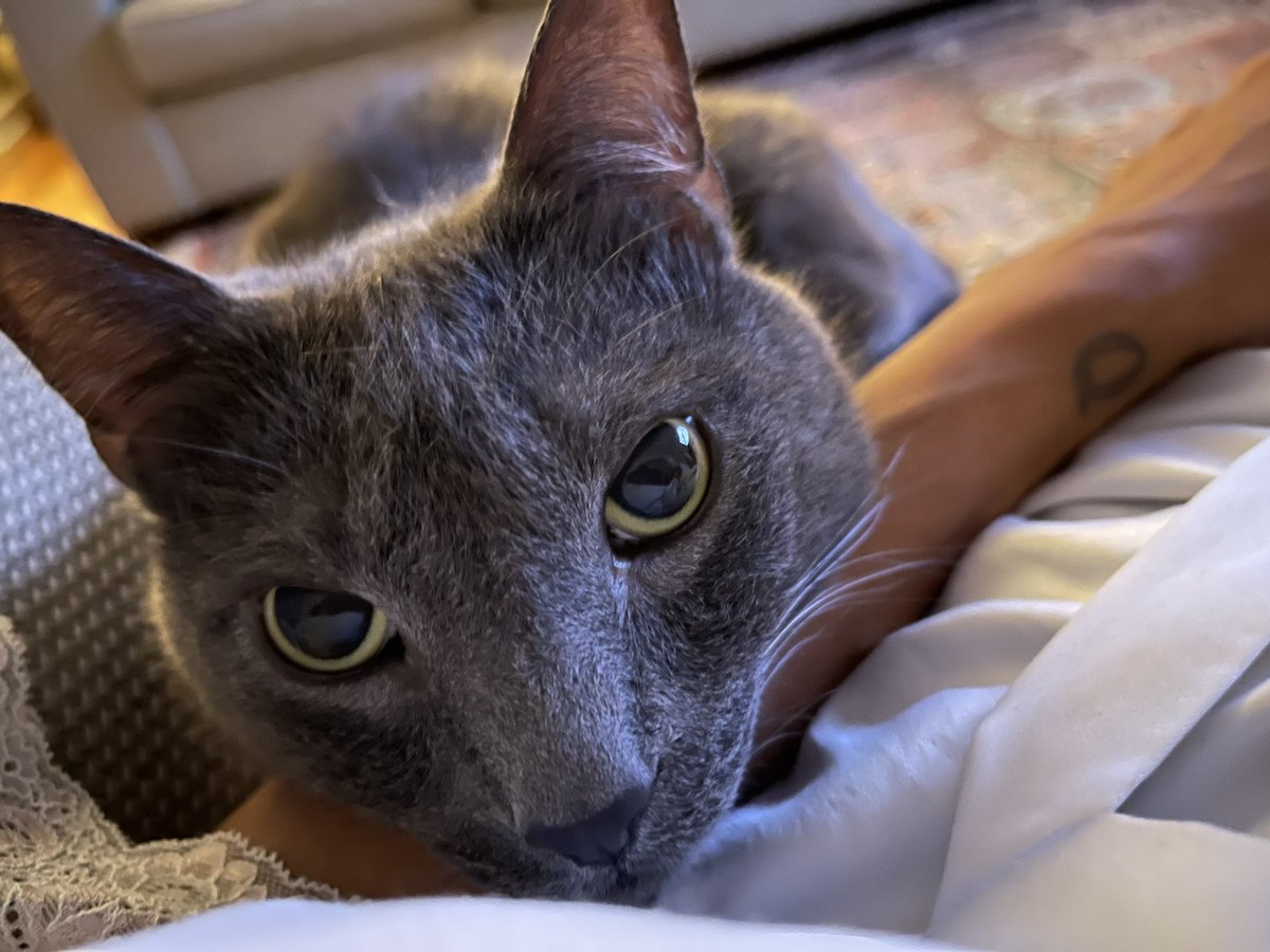 donnaterrell_tv's tweet photo. He’s here because the “Q” on my wrist, that represents my daughter is gone. When Queah (Quaya) died a friend suggested I get a kitten to keep me company. Well- Vladimir turns 10 this month. He’s been good company 😽😻 #GrievingMom #CatsofTwittter #furbabies https://t.co/D91a6tHthX