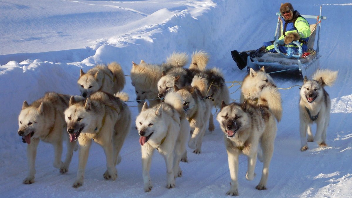 Ikke siden 80’erne er der blevet produceret nye kort over Grønland. Nu er den første samlede kortlægning af Grønland nogensinde afsluttet, og kort og data kan hentes her: dataforsyningen.dk/data?filter=91…

Læs mere: sdfi.dk/om-os/nyhedsru…
#SDFI #FrieData #Grønland