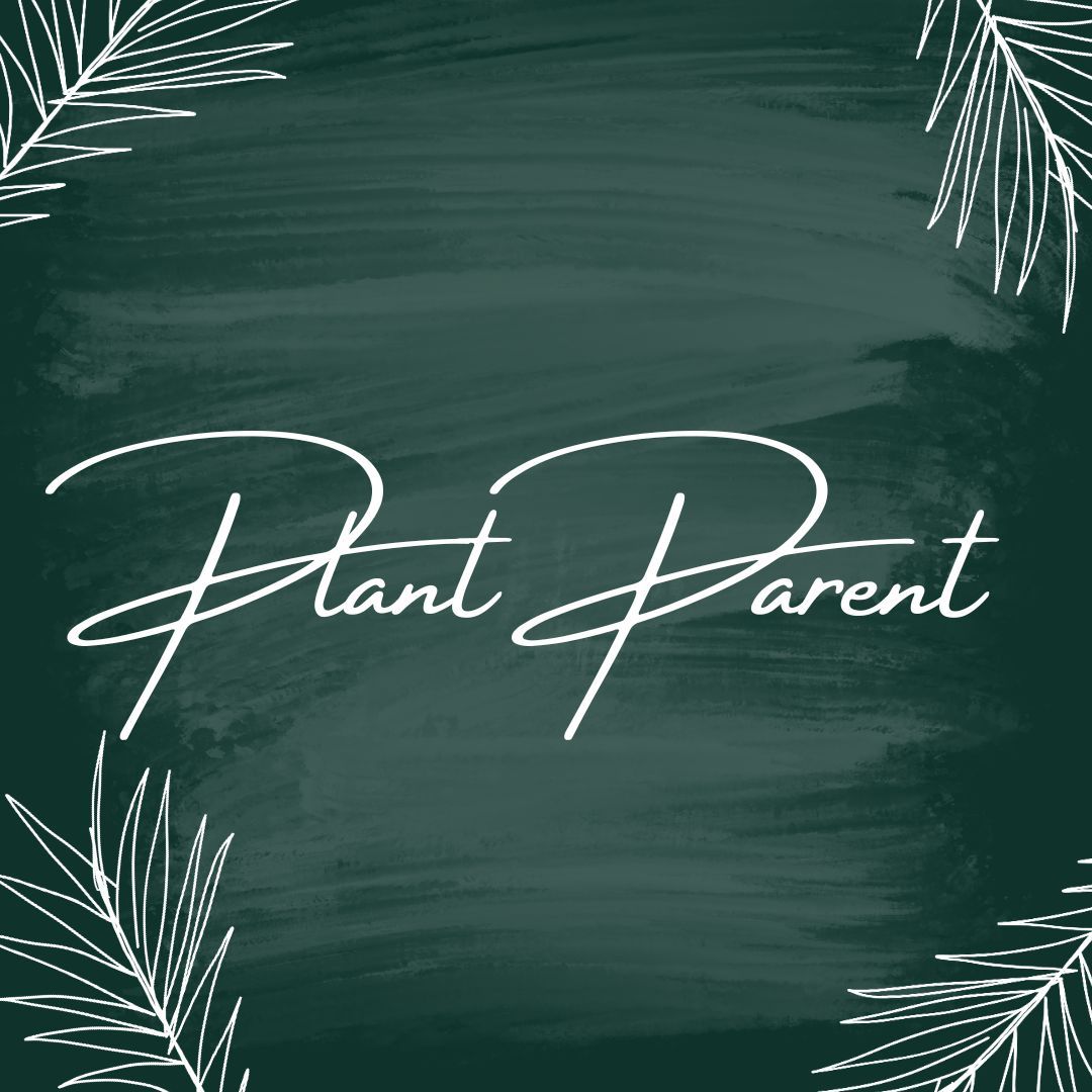 Plants make our hearts happy and our homes even more cosy!🌻

Whether you're a seasoned green thumb or just starting out, we've got you covered 🌵 

Come by our eco shop and check out our amazing collection of leafy friends! 🌱