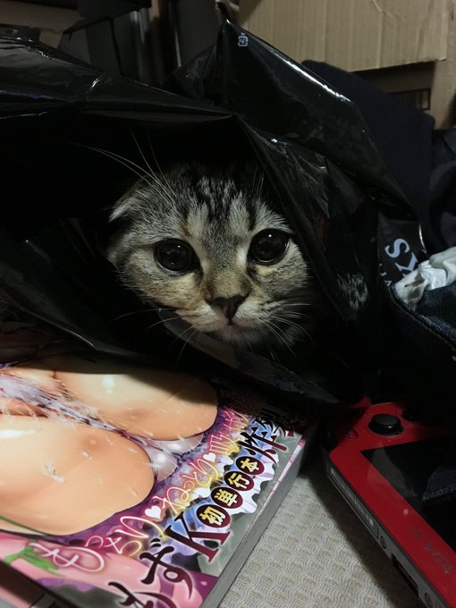 @am_11 見ているぞ( ΦωΦ ) 