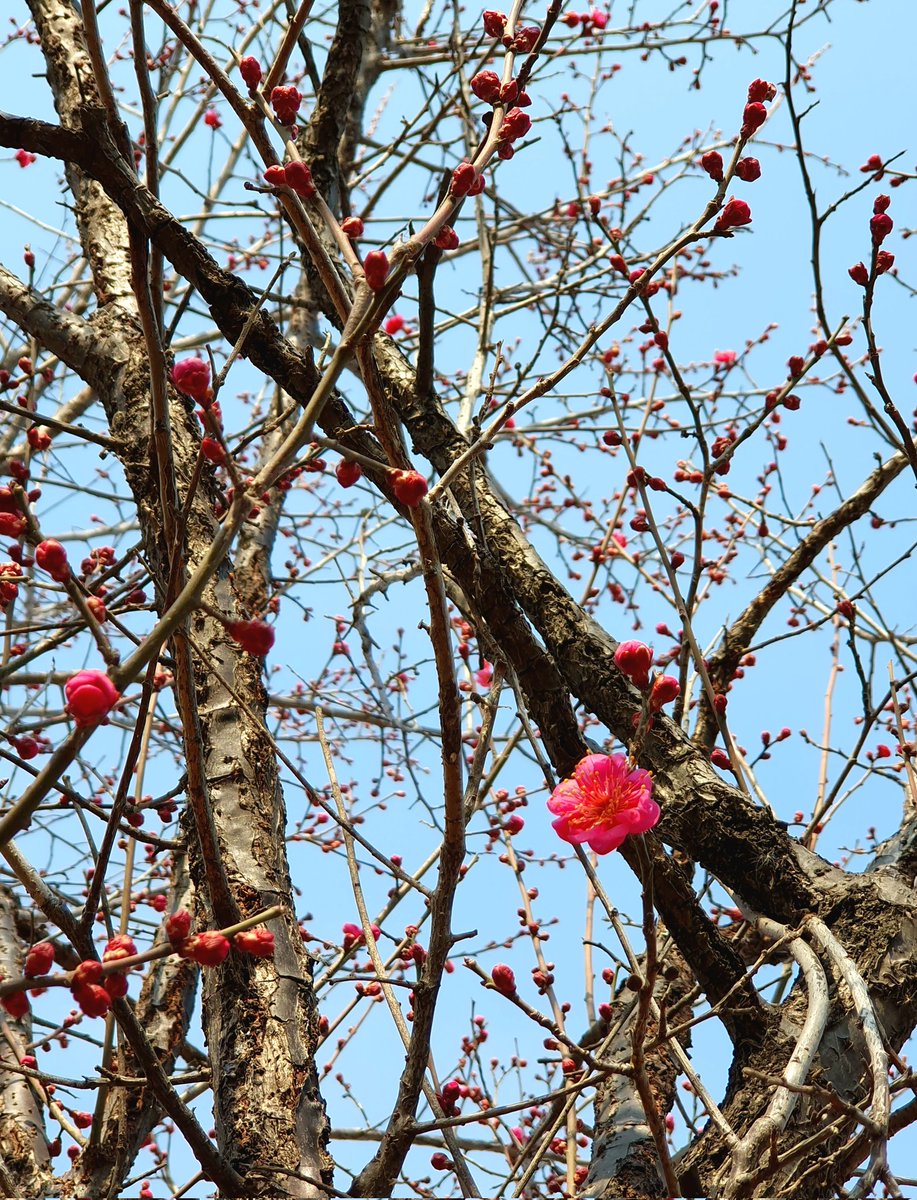 올해 첫 매화 보고 가세요