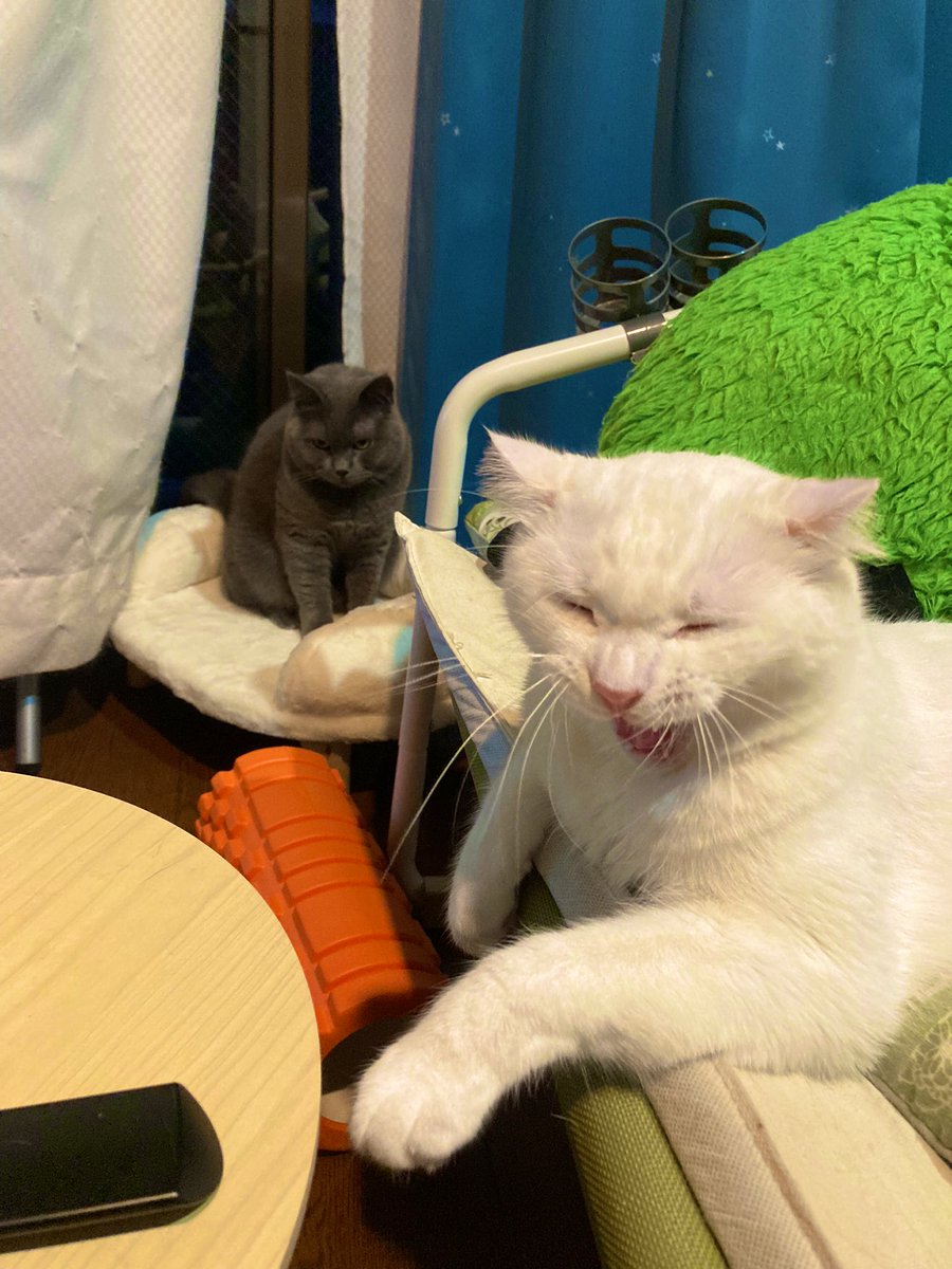 Soviet_15's tweet photo. うちの猫たちの性格と関係性がよく分かる4枚
 #ブリティッシュショートヘア 
 #アメリカンカール https://t.co/O7RleAckIW