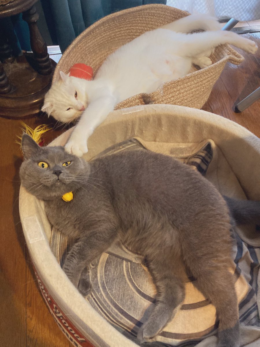 Soviet_15's tweet photo. うちの猫たちの性格と関係性がよく分かる4枚
 #ブリティッシュショートヘア 
 #アメリカンカール https://t.co/O7RleAckIW
