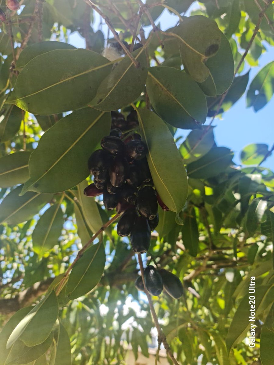 CharlesMudiwa's tweet photo. Postcard from Zim:
Summer brings the nostalgia of childhood. Growing up in the village, we had an abundance of fruit with bananas, avocados, hute (java plums) &amp; mangoes.
Relieving this with my brothers, now we can pluck them without the risk of a thrashing 😂
#RewiredAndUnplugged https://t.co/sy0uCfGStA