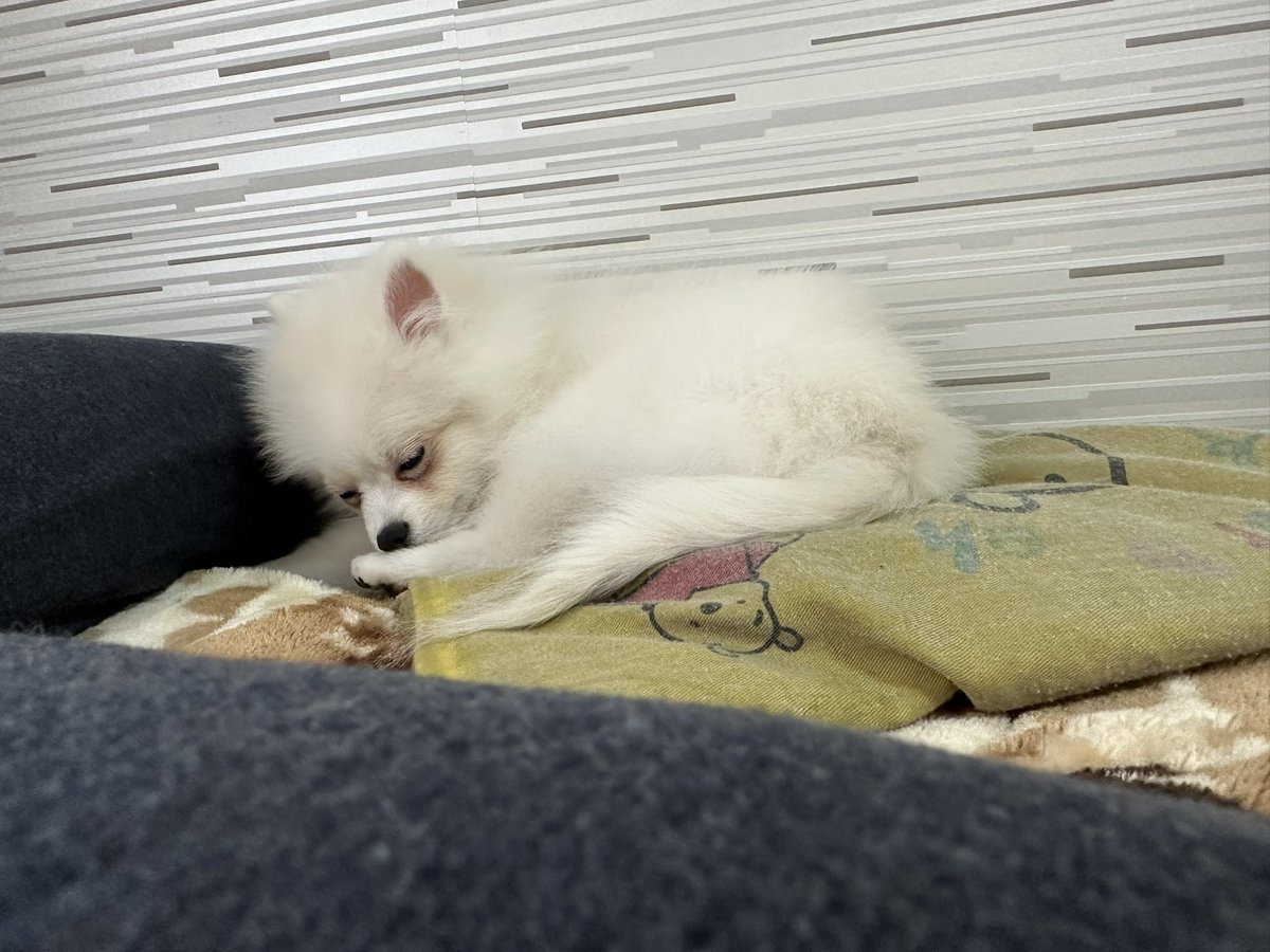 p_q__ww's tweet photo. 毎日かわいい
この子のおかげで休日出勤せんなったし仕事も残業するの減った😇 https://t.co/EJej4vOBPP