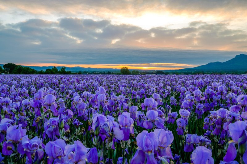 verdegiovane1's tweet photo. Iris https://t.co/UUmwo84gGx