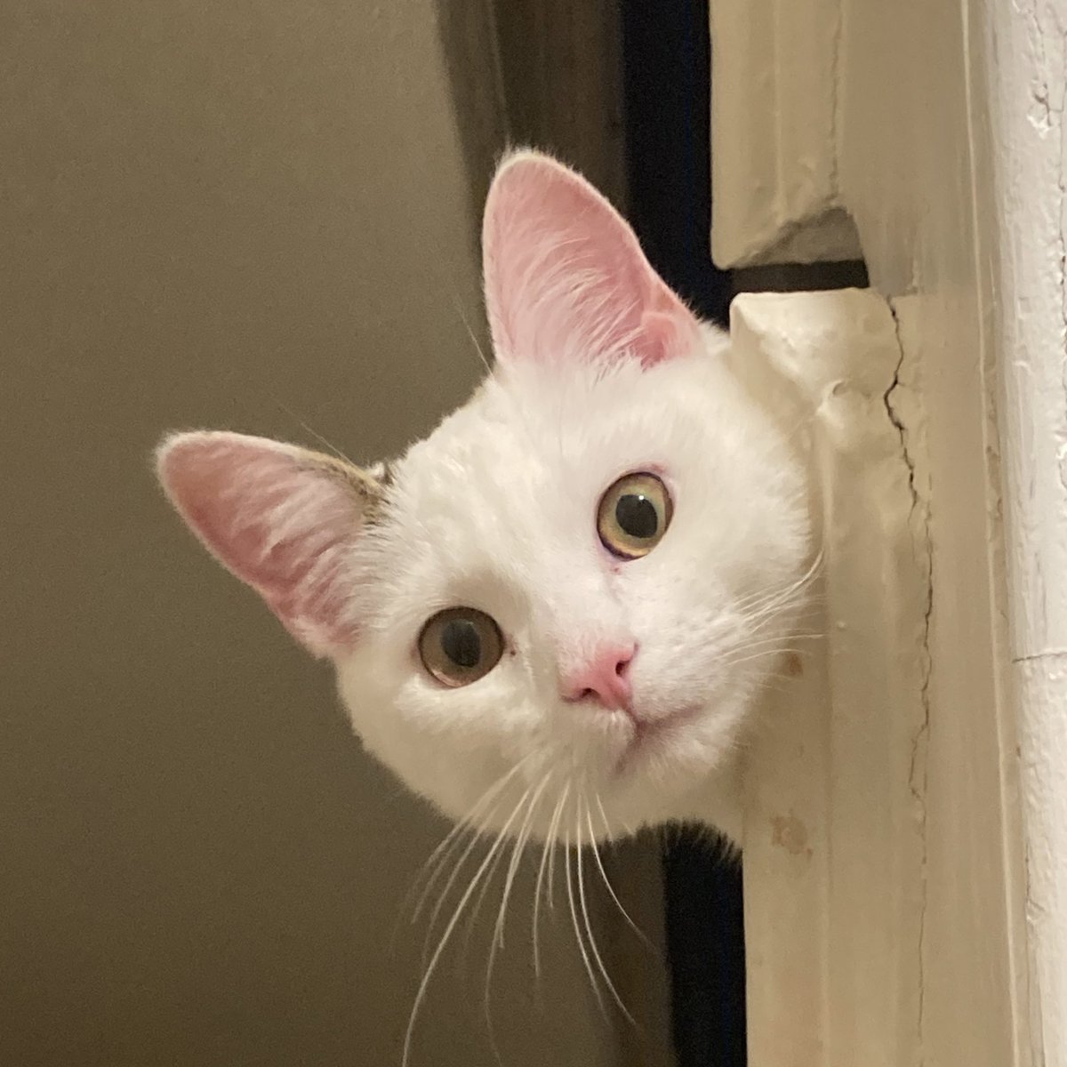 the_map_book's tweet photo. @DontShowYourCat very intimidating photo https://t.co/tWGI7lnPxK