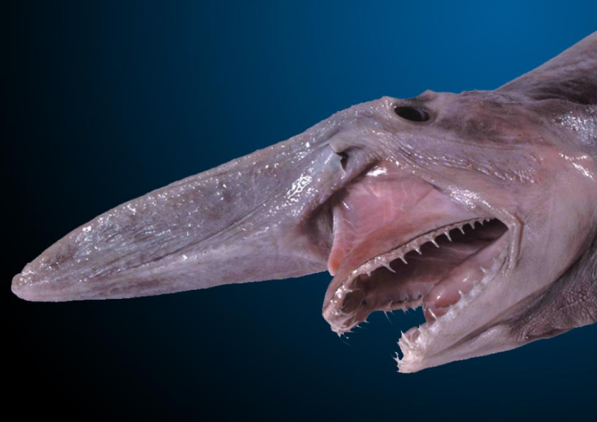 There is a thing in the #marianatrench called a #goblinshark and its jaws extend out like #alien. Sleep well.