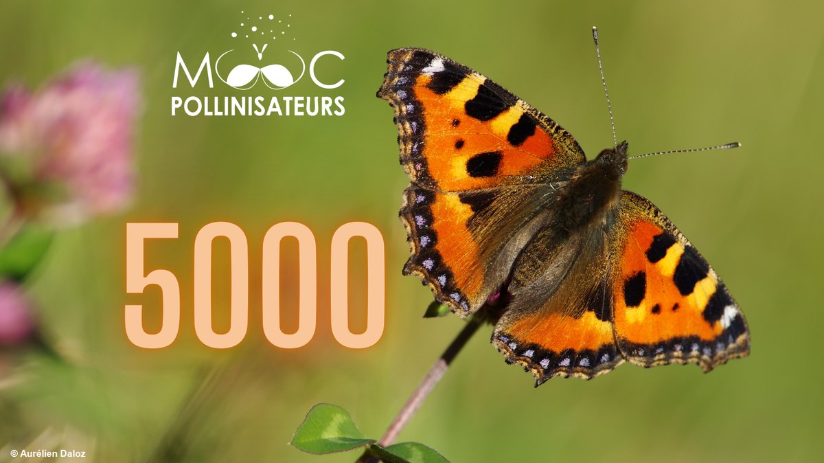 [Mooc Pollinisateurs] 🐝🪰🐞🦋 5000 inscrits ! Et vous ? Cette formation en ligne proposée par l'<a href="/OFBiodiversite/">Office français de la biodiversité</a> est gratuite et accessible à tous. Elle peut être suivie à votre rythme pendant les 7 semaines de diffusion.
👉 Pour s'inscrire : lnkd.in/eduWKenF
#Biodiversité