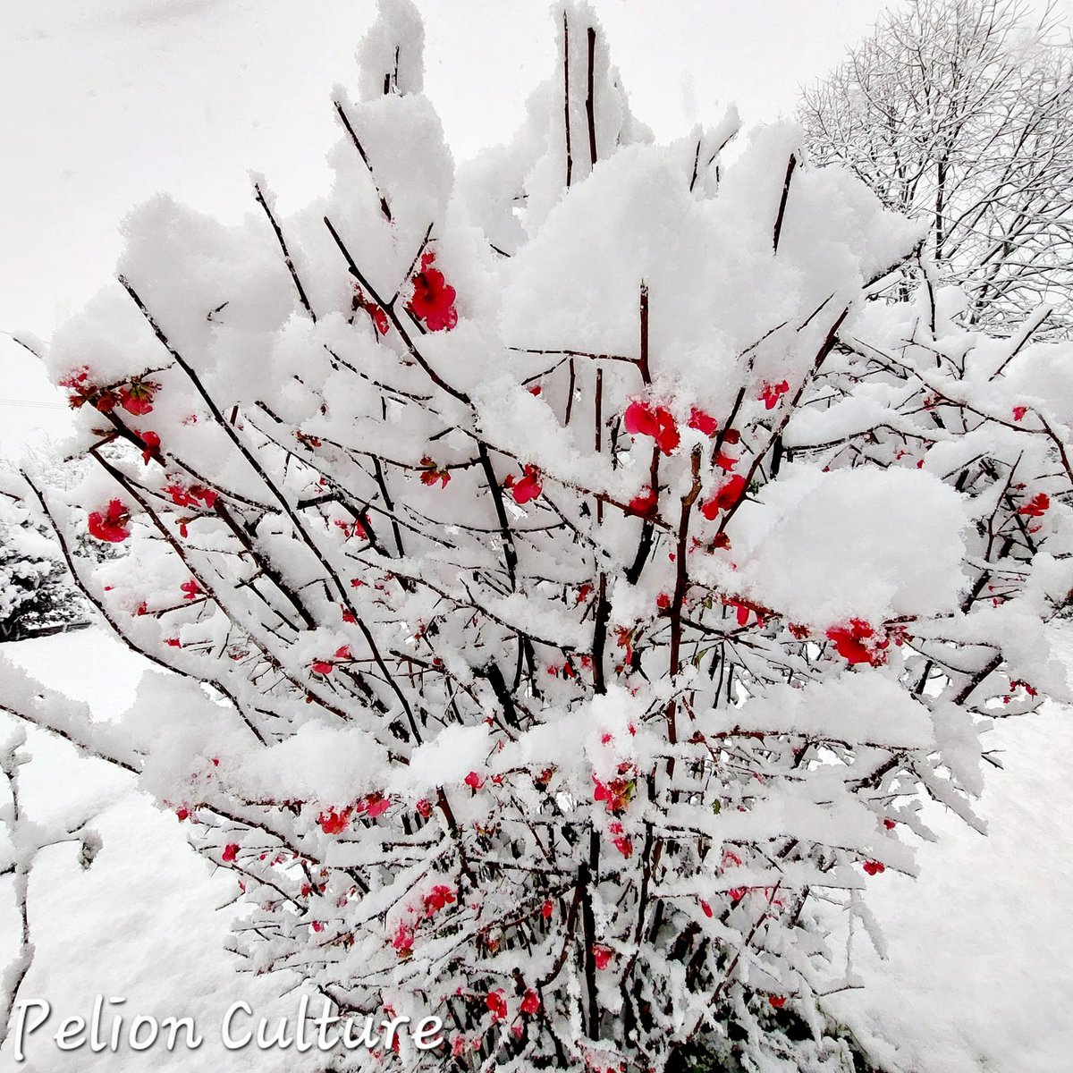 The beauty of winter in #Pelion
pelionculture.gr 
#discoverpelionculture #wintercolors