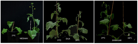 A recent paper from the <a href="/BrasExplor/">BrasExplor</a> team in <a href="/CBGP_Madrid/">CBGP</a> (UPM-INIA-CSIC) explores the molecular basis for the differential #flowering response to warm ambient temperature in oilseed rape (#Brassica napus)

▶️ See the details in doi.org/10.1111/pce.14…

<a href="/PrimaProgram/">PRIMA Program Mediterranean Partnership 🇪🇺</a>