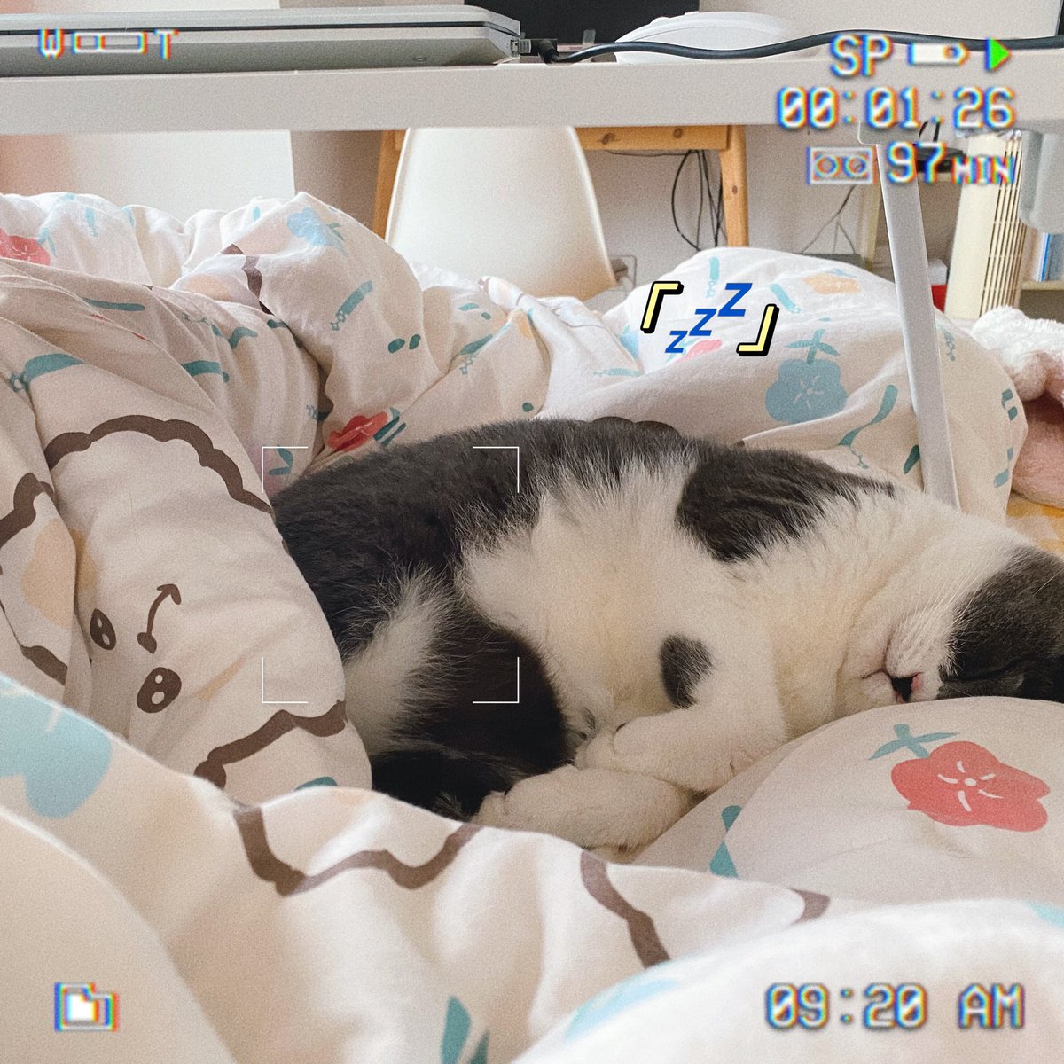AShayoo_'s tweet photo. 好久不见，没带什么礼物
送一张小猫床照🥺😗 https://t.co/N6wencl8c3