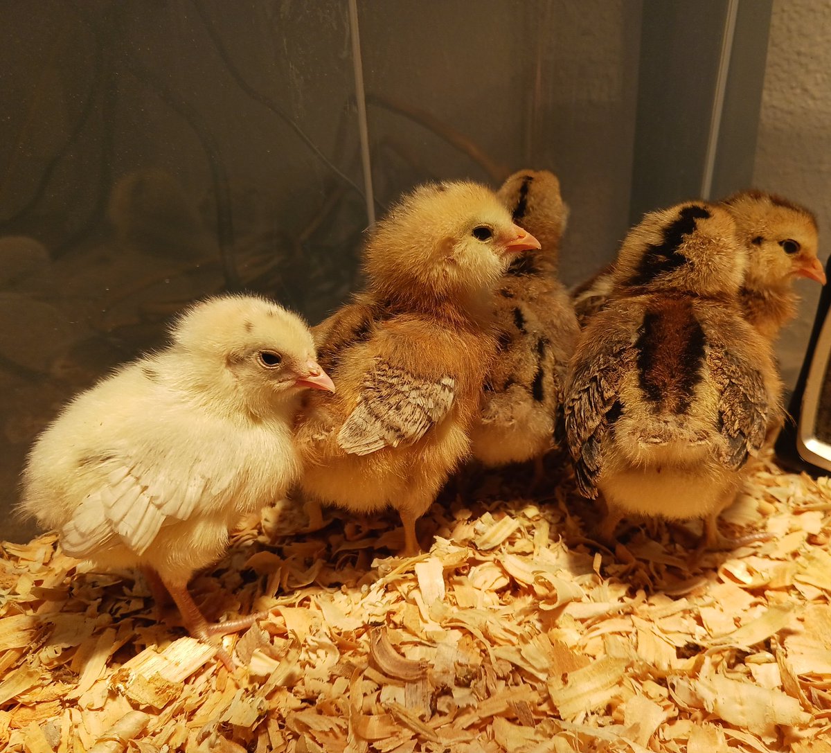 chicks2chicken's tweet image. Come watch us grow on our 24 hour chick cam @ twitch.tv/chicks2chickens