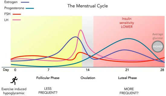 javierbutra's tweet photo. Diabetes tipo 1 y el ciclo menstrual: ¿dónde y cómo encaja el #ejercicio?
https://t.co/c7iQ2MyGJj https://t.co/j25CruZ1TL
