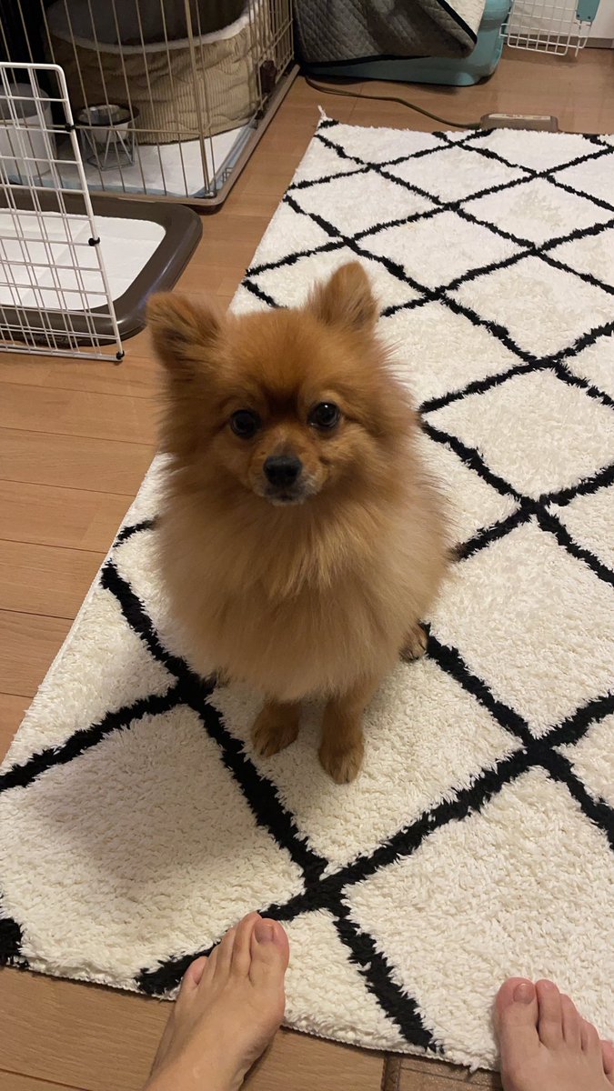 ponpoko_pon511's tweet photo. 【注意喚起】
仕事先の友人が小型犬を連れて海に行ったら鷲？鷹？のように大きな鳥がバサバサって来たと思ったら犬を鷲掴みして飛び立ったと。
びっくりしてリードを引いたら鳥と引っ張り合いになったけど、絶対に離すまいとグイッと引っ張ったら足から離れて無事だったらしい。 https://t.co/7qULXlqdyW
