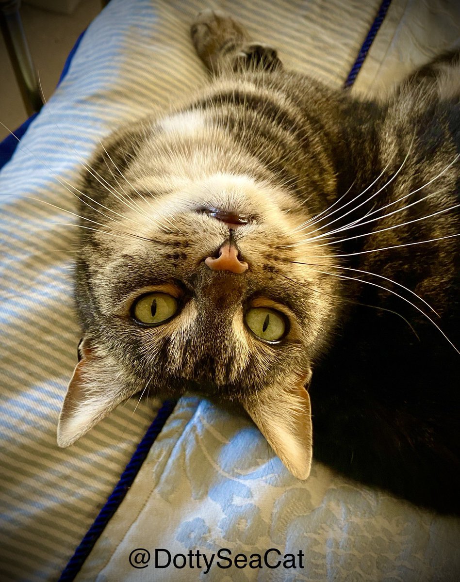 DottySeaCat's tweet photo. A #TopsyturvyTuesday! Sending Hugs and Best Fishes to all #CatsOnTwitter 
#cats
#TabbyTroop https://t.co/yYXTFLM1xA