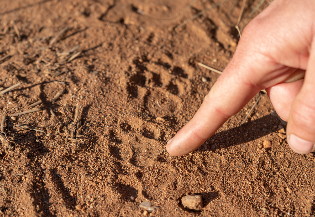 #SafariTrivia this Tuesday.⠀⠀⠀⠀⠀⠀⠀⠀⠀
Can you ID the animal to whom this track belongs? 🐾⠀

📸 Cameron Clements

Please leave us a comment below 👇👇👇 and let us know.