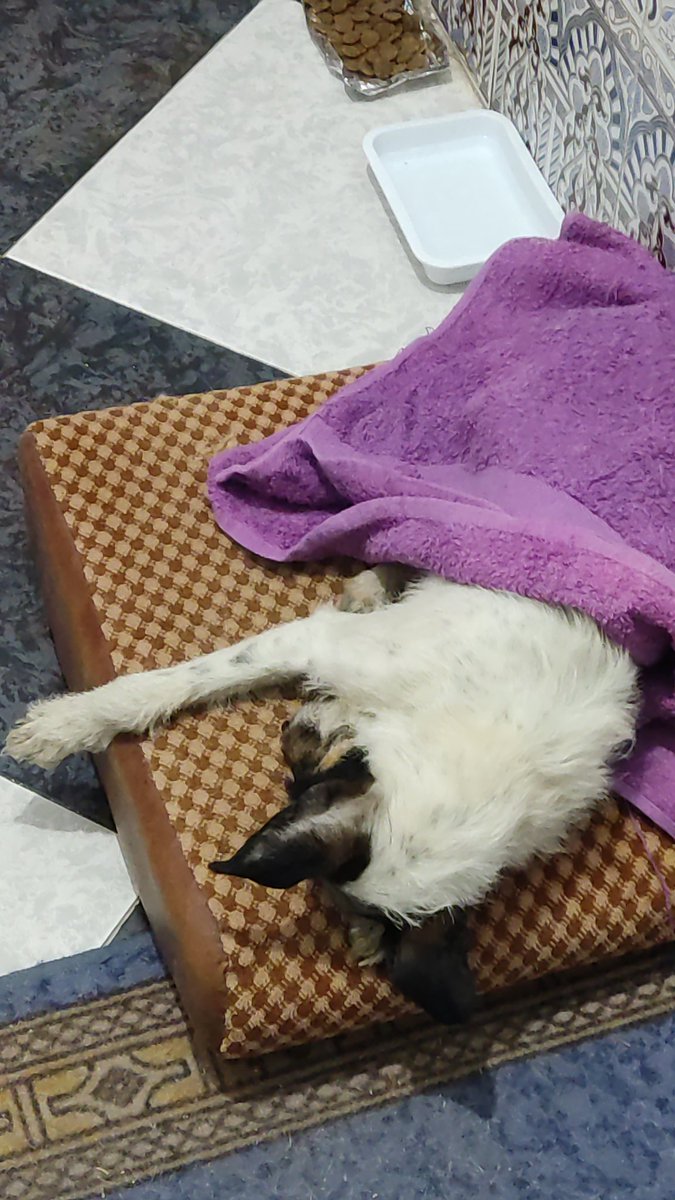 Anabel98550589's tweet photo. Badolatosa, Sevilla se busca a sus dueños , acogida o adopción para esta perrita , encontrada ya dándose por vencida, sin importarle que la atropellaran. Más información yo misma https://t.co/WCsvW1ES2v